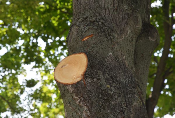 Limb Cutting in Johnson City