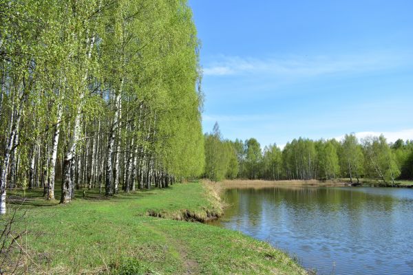 River Birch Pruning in Johnson City