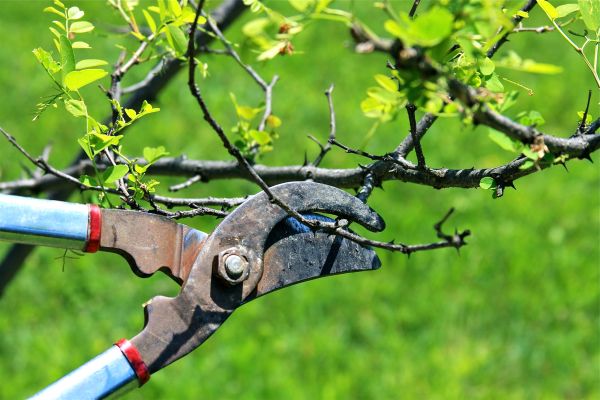 Branches Pruning in Johnson City
