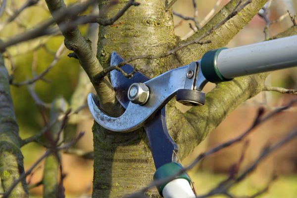 Tree Limb Trimming Service in Johnson City