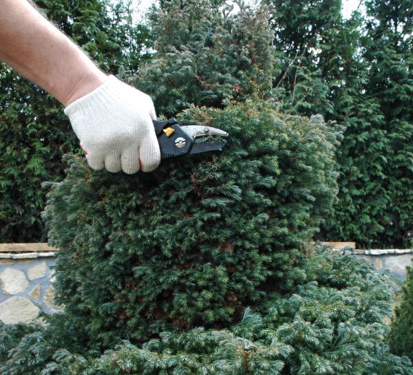 Ornamental Tree Trimming in Johnson City
