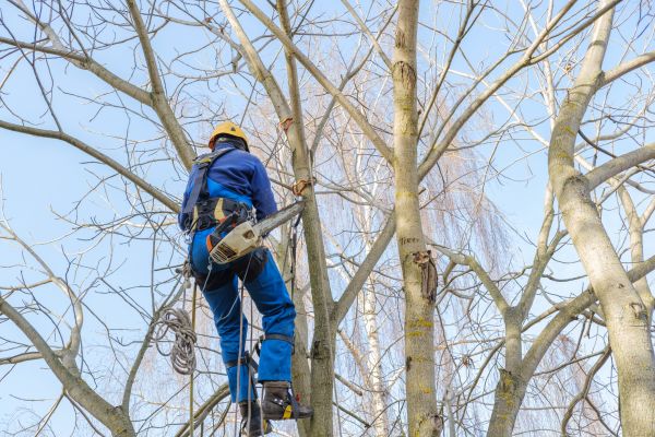 Large Tree Trimming in Johnson City