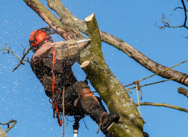 Tree Trimming Service in Johnson City