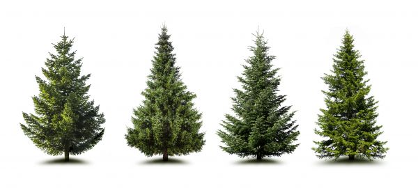 Cost of Pine Tree Trimming in Johnson City