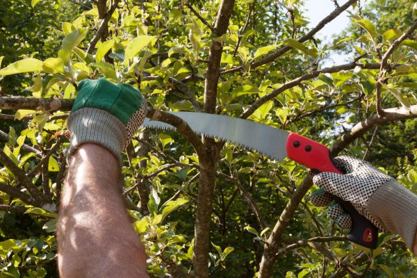 Apple Tree Trimming in Johnson City